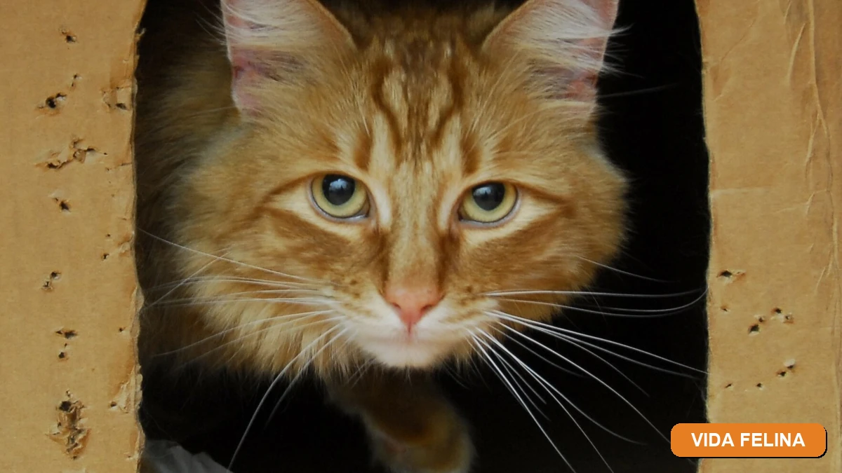 Vida Felina - Lígia e Seus Gatos