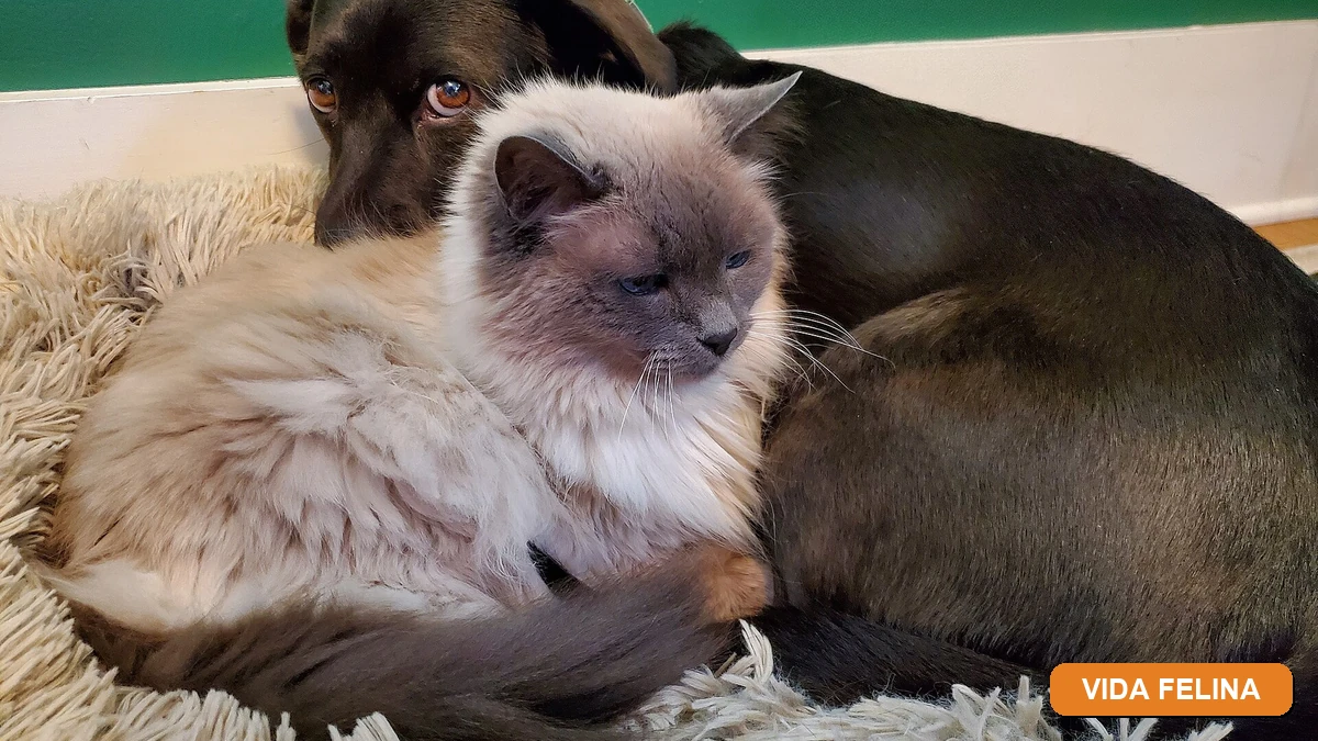 Vida Felina - Lígia e Seus Gatos