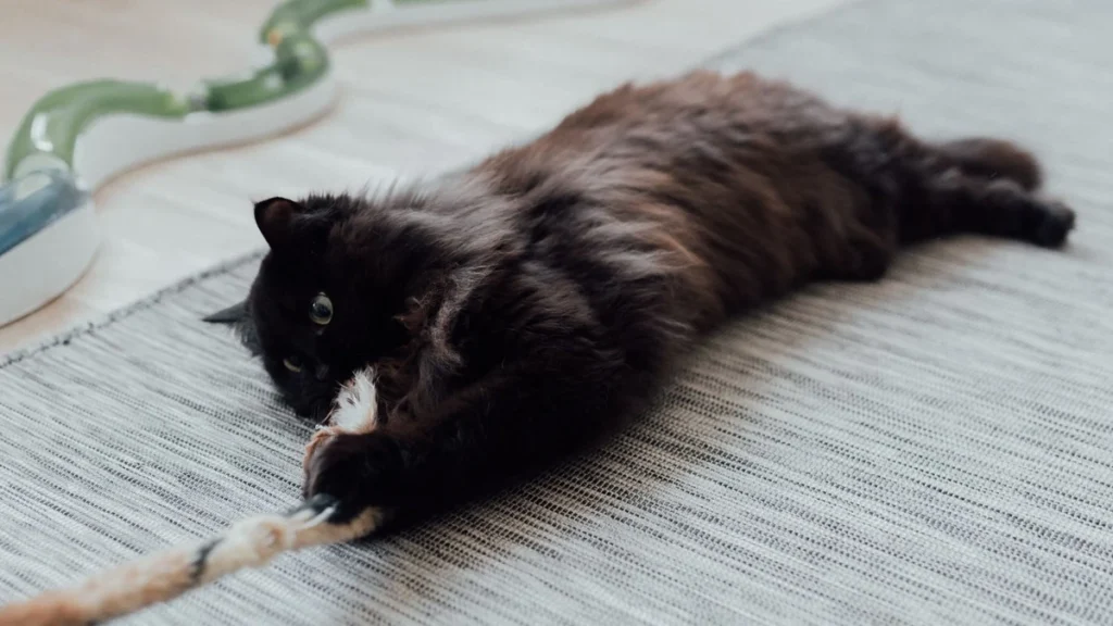 Brinquedo interativo para gato: como entreter o felino que fica sozinho em casa