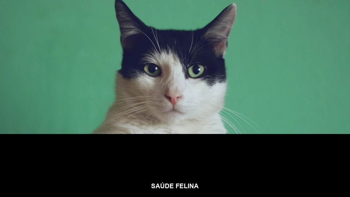 Banner da categoria Saúde Felina sobre foto de gato doméstico para o Agosto Verde Claro de prevenção de FIV e FeLV