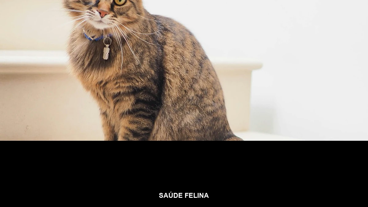 Banner da categoria Saúde Felina sobre foto de gato doméstico para o alerta de raiva felina e vacinação antirrábica