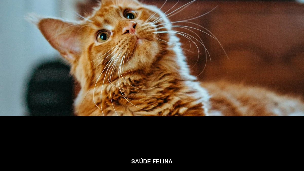 Banner da categoria Saúde Felina sobre foto de gato para o post de doença renal crônica