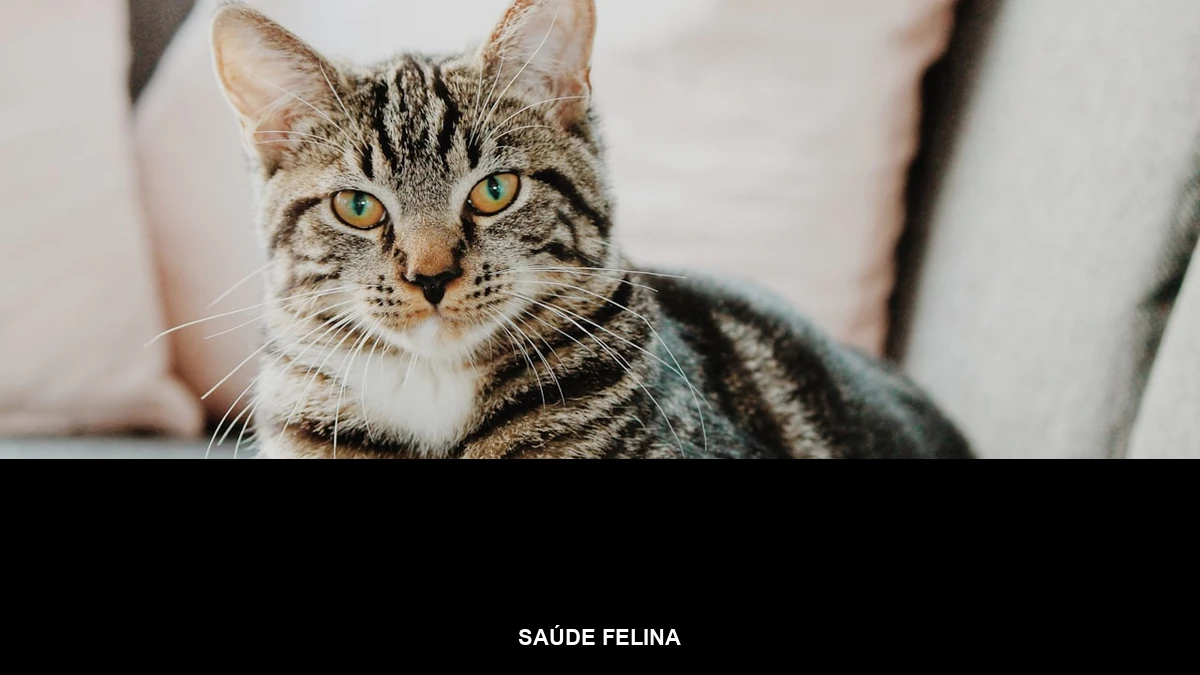Banner da categoria Saúde Felina sobre foto de gato para o post de sinais sutis de doença