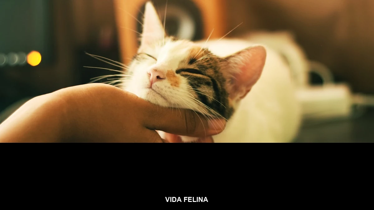 Banner da categoria Vida Felina sobre foto de gato para o post de xixi fora da caixa de areia