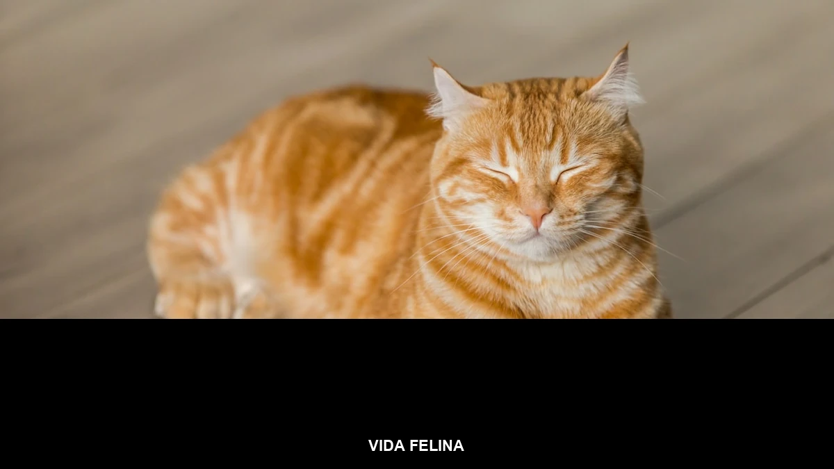 Banner da categoria Vida Felina sobre foto de gato dormindo confortável