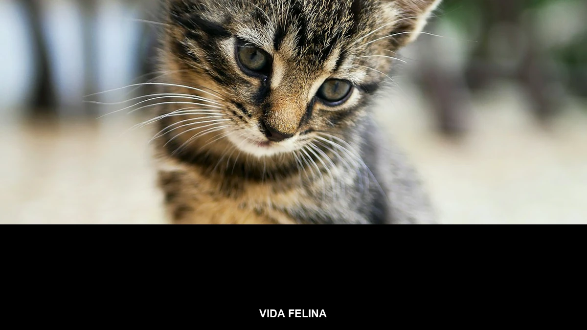 Banner da categoria Vida Felina sobre foto de gato brincando para o post de enriquecimento ambiental
