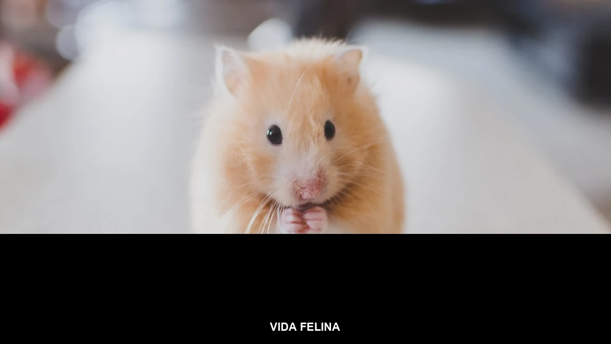 Banner da categoria Vida Felina sobre foto de gato dormindo