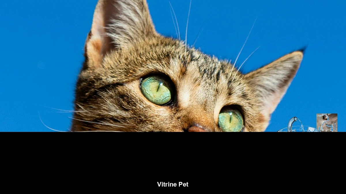 Banner da categoria Vitrine Pet com gato e fonte de água para hidratação felina