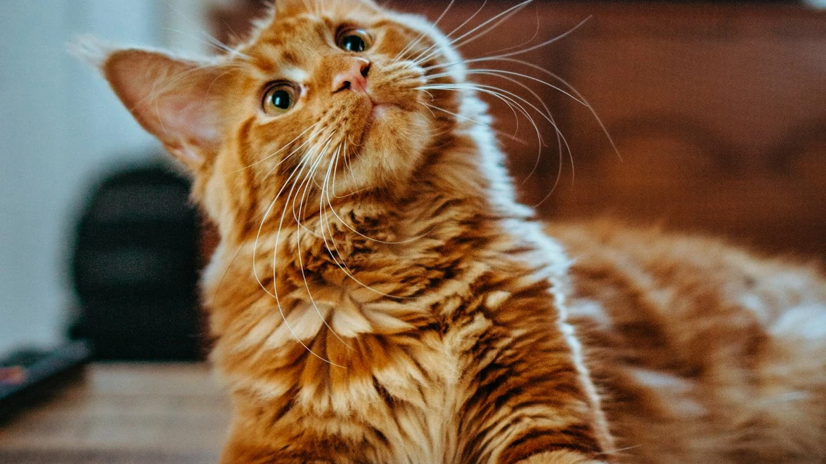 Doença renal crônica em gatos idosos: sinais, diagnóstico e prevenção