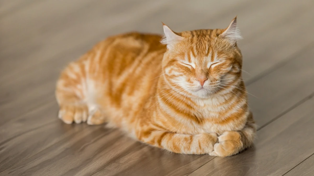 Dormir com o gato: 7 benefícios comprovados pela ciência