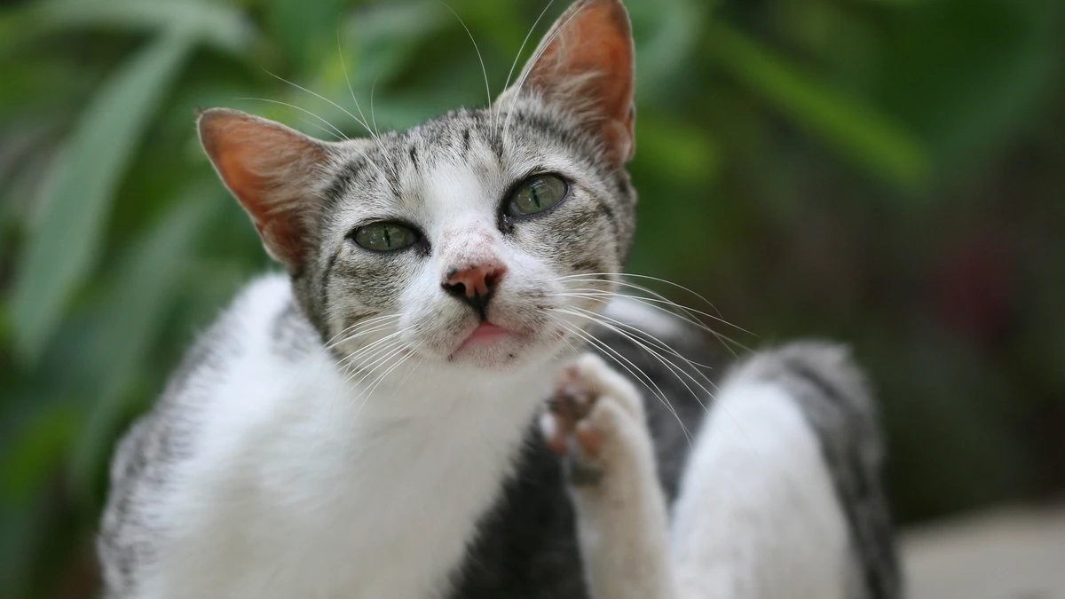 Alergia em gatos: como identificar, tratar e prevenir a coceira