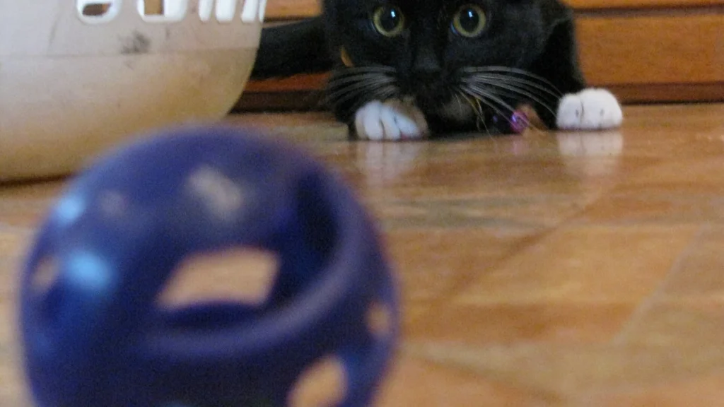 Brinquedos caseiros para gatos: ideias fáceis para entreter o felino