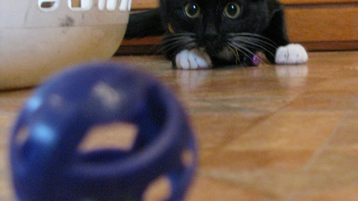 Brinquedos caseiros para gatos: ideias fáceis para entreter o felino