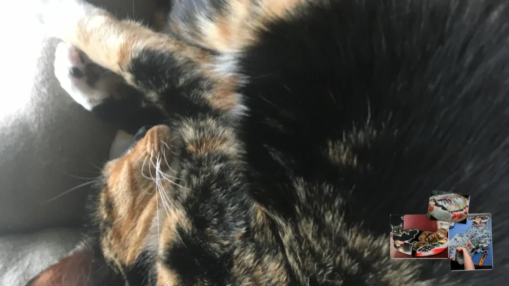 Cama aconchegante para gatos: como escolher o modelo ideal e fazer o gato usar