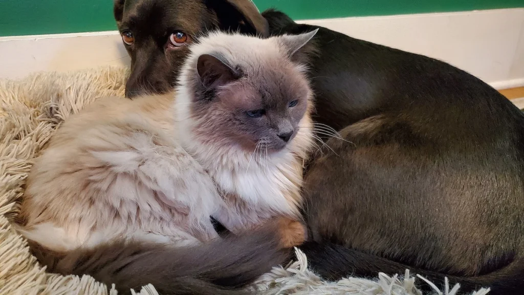 Gato e cachorro juntos: o passo a passo seguro para uma convivência harmoniosa