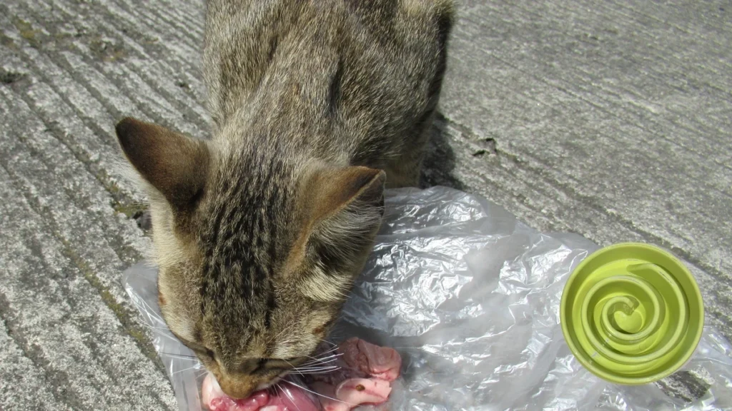 Comedouro lento para gatos: adeus aos vômitos e à gula na hora da refeição