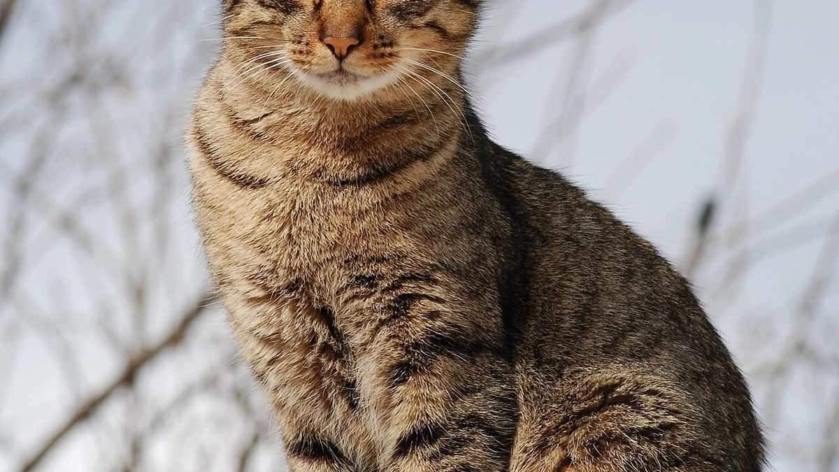 Diabetes em gatos: como o diagnóstico precoce salva vidas