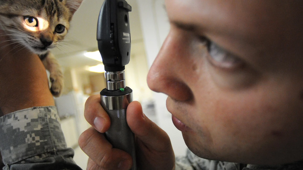 Esporotricose em gatos: 6,9 mil casos no paraná e alerta para tutores