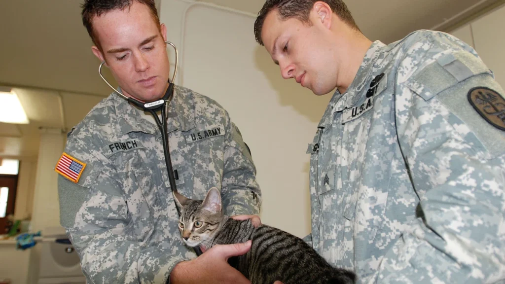 Agosto verde claro: fiv e felv em gatos, o que todo tutor precisa saber