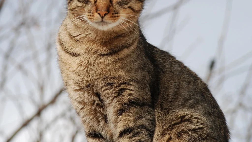 Gato feliz: 5 sinais de que seu gato está feliz, segundo a ciência