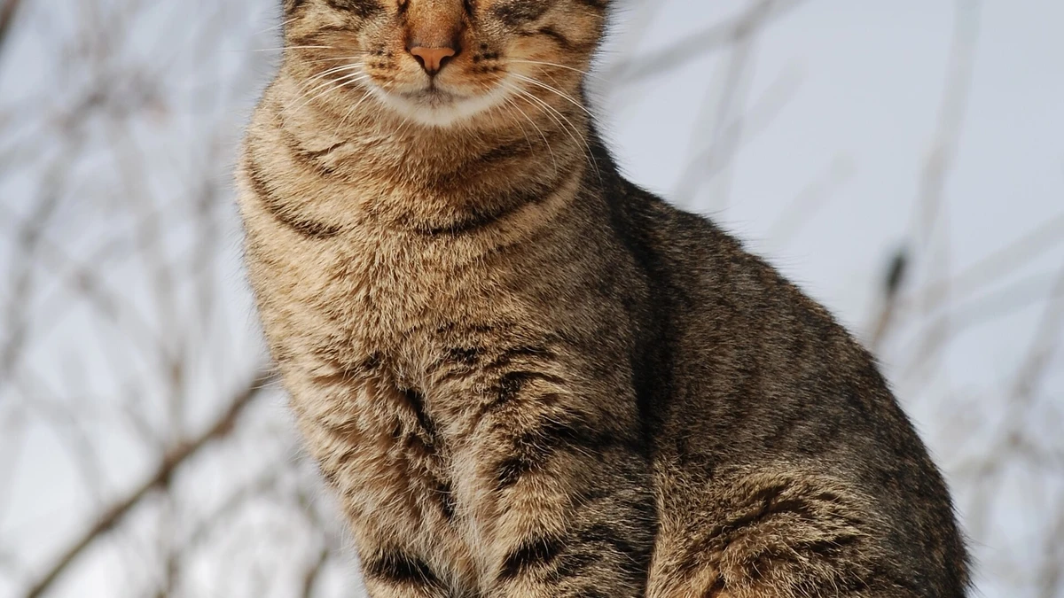 Gato feliz: 5 sinais de que seu gato está feliz, segundo a ciência