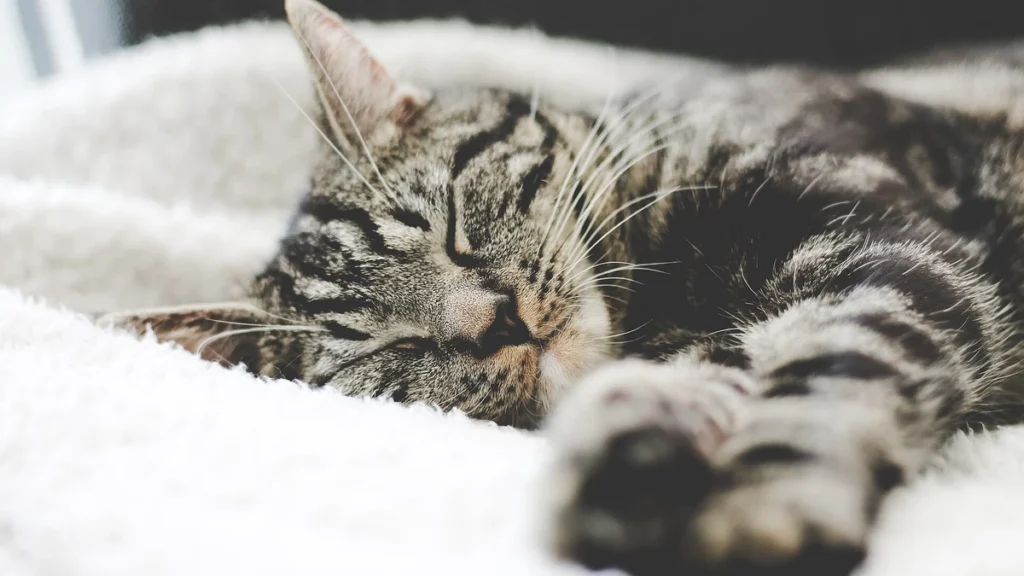Gato no frio: 5 mudanças de comportamento no inverno e como proteger seu felino