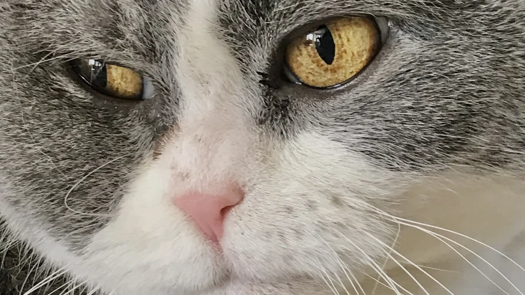 Gato idoso: como cuidar do felino na fase sênior com conforto e saúde