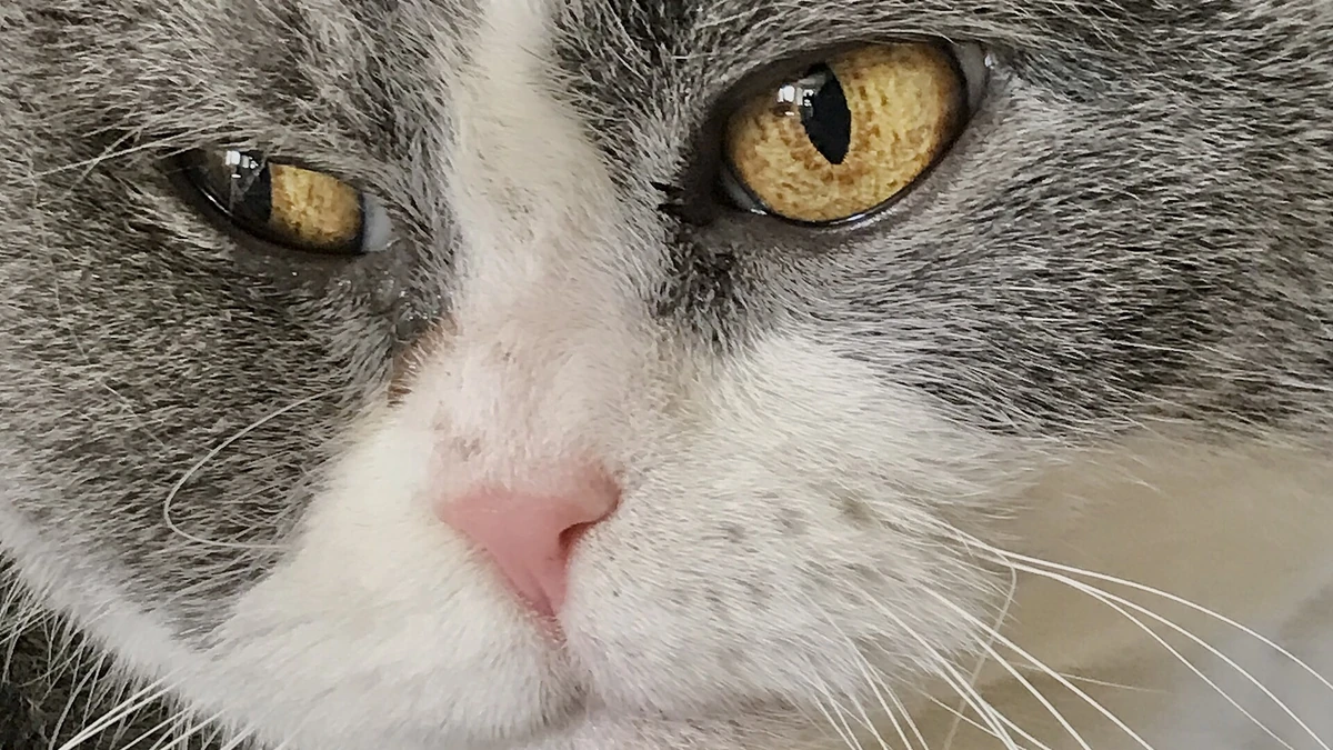 Gato idoso: como cuidar do felino na fase sênior com conforto e saúde