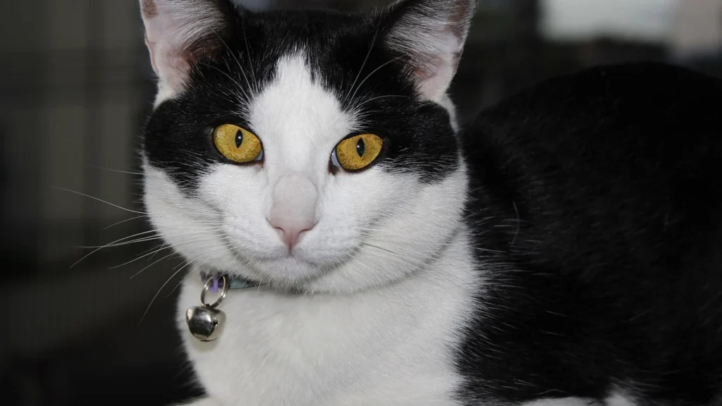 Pif em gatos: peritonite infecciosa felina tem tratamento e o agosto verde claro alerta
