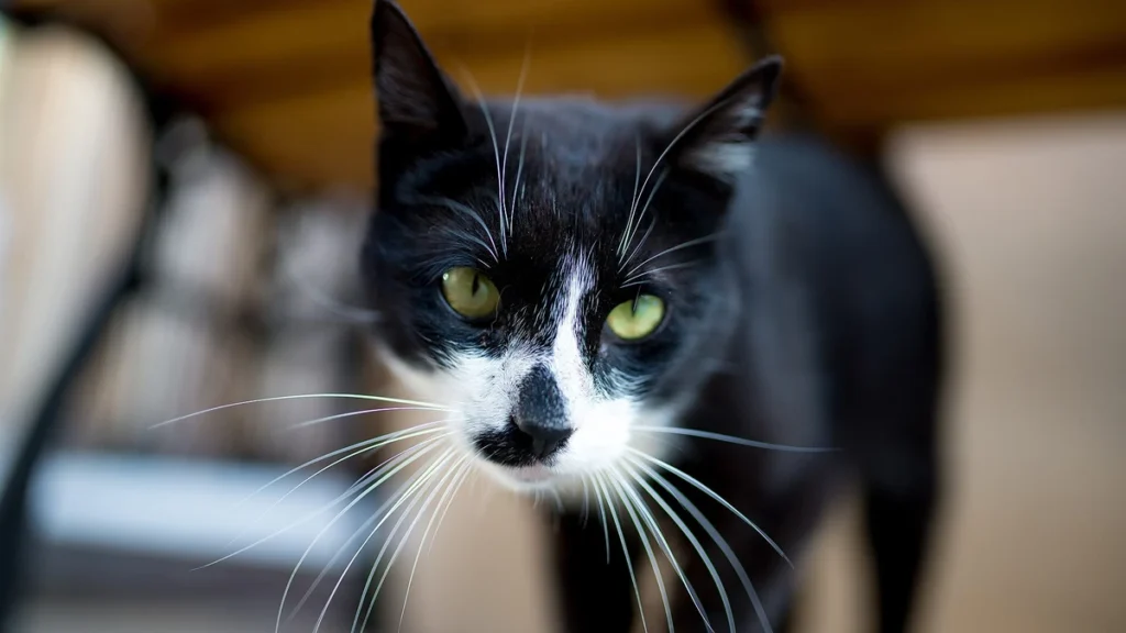 Trinado de gato: o que significa o “brrrp” que ele faz com a boca fechada