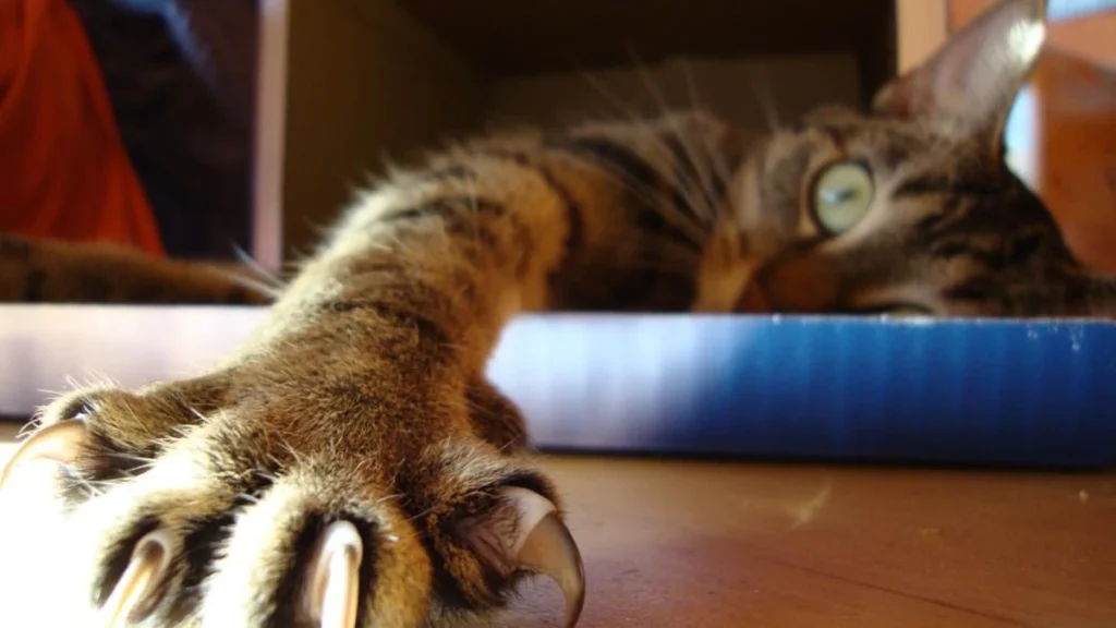Como cortar as unhas do gato sem estresse: guia passo a passo