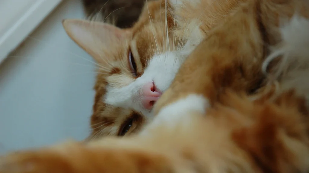 Vacinação antirrábica de gatos: campanha 2026 já está nas ruas