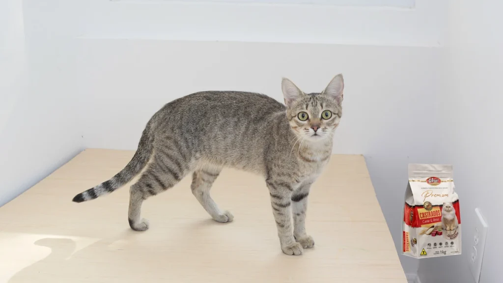 Ração para gato castrado: colosso carne e arroz ajuda no controle de peso