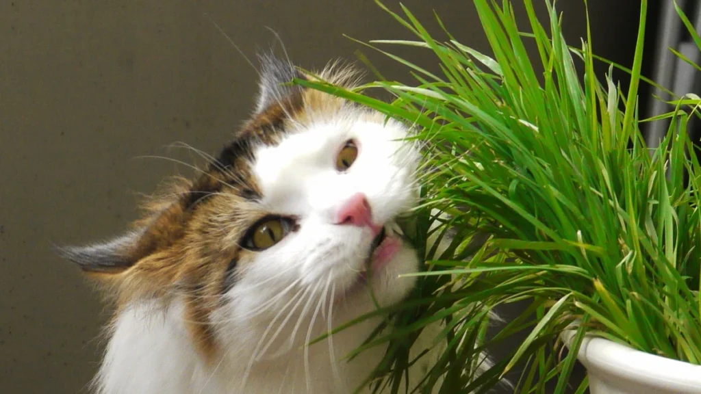 Vômito em gatos: causas, quando se preocupar e como prevenir