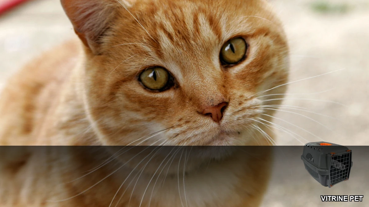 Vitrine Pet - Lígia e Seus Gatos - caixa de transporte para gatos e bem-estar felino