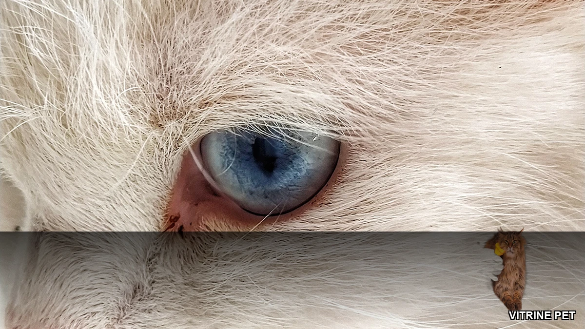 Vitrine Pet - Lígia e Seus Gatos - rasqueadeira Furminator para gatos de pelo longo