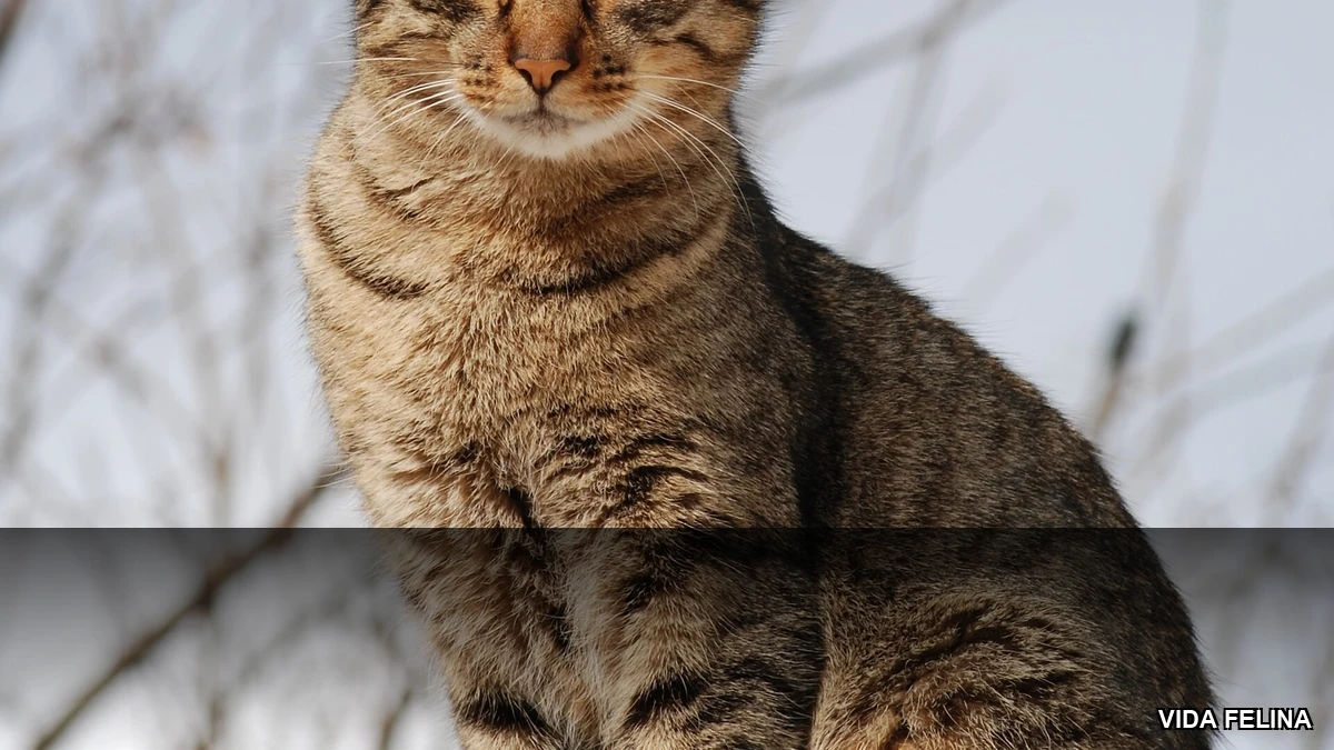 Vida Felina - Lígia e Seus Gatos - sinais de gato feliz e bem-estar felino