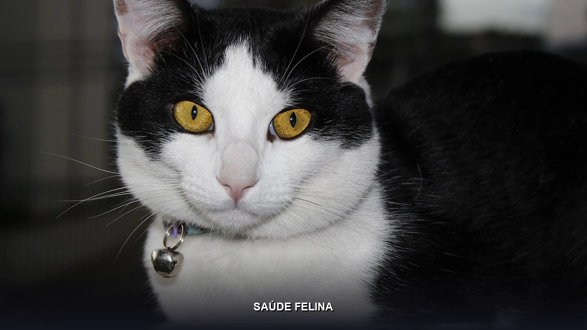 Saúde Felina - Lígia e Seus Gatos - PIF em gatos e prevenção