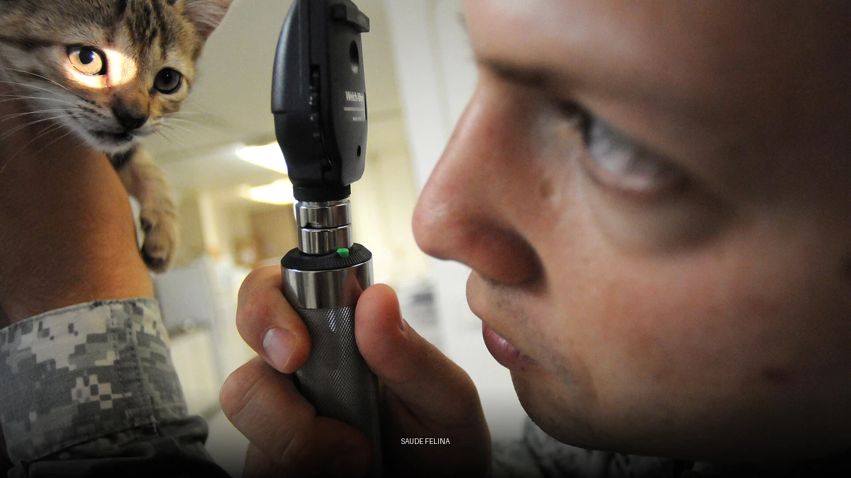 Imagem temática com o título Saúde Felina sobre foto real de gato em consulta veterinária