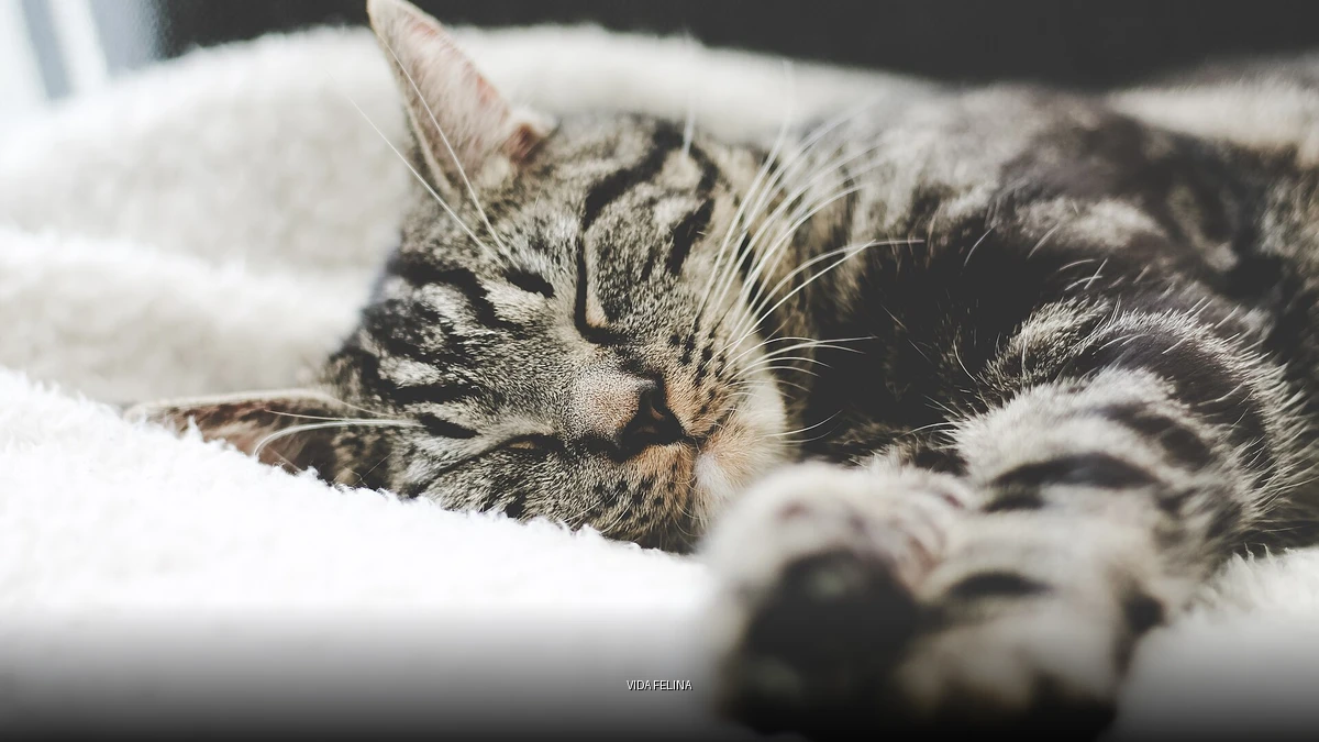 Imagem temática com o título Vida Felina sobre foto real de gato aquecido no inverno