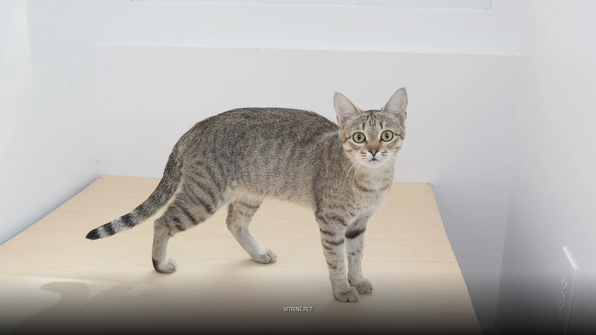 Imagem temática com o título Vitrine Pet sobre foto real de gato com produto pet