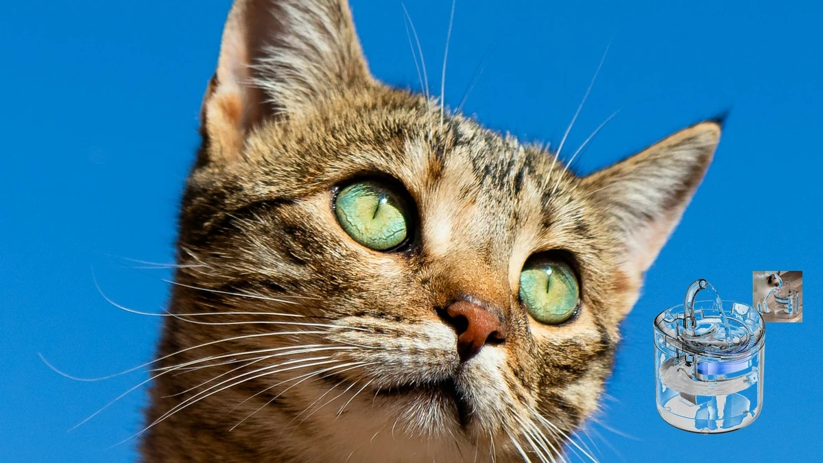 Fonte de água para gatos estimula hidratação e protege os rins
