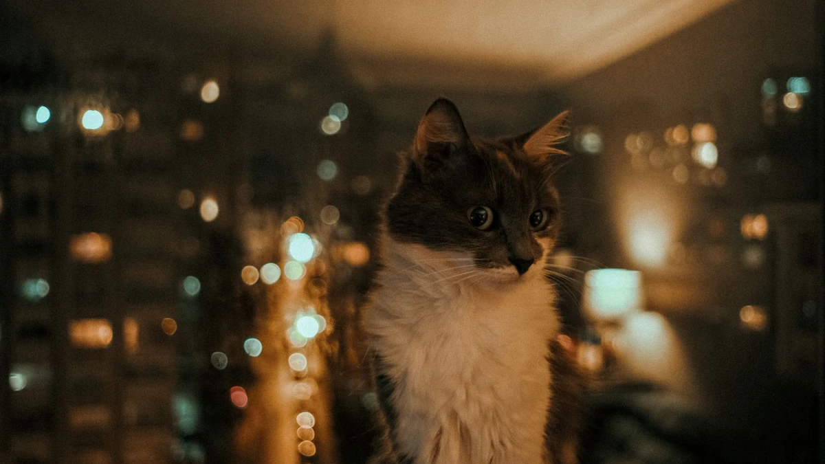 Gato ativo à noite: por que o felino não deixa você dormir e como resolver