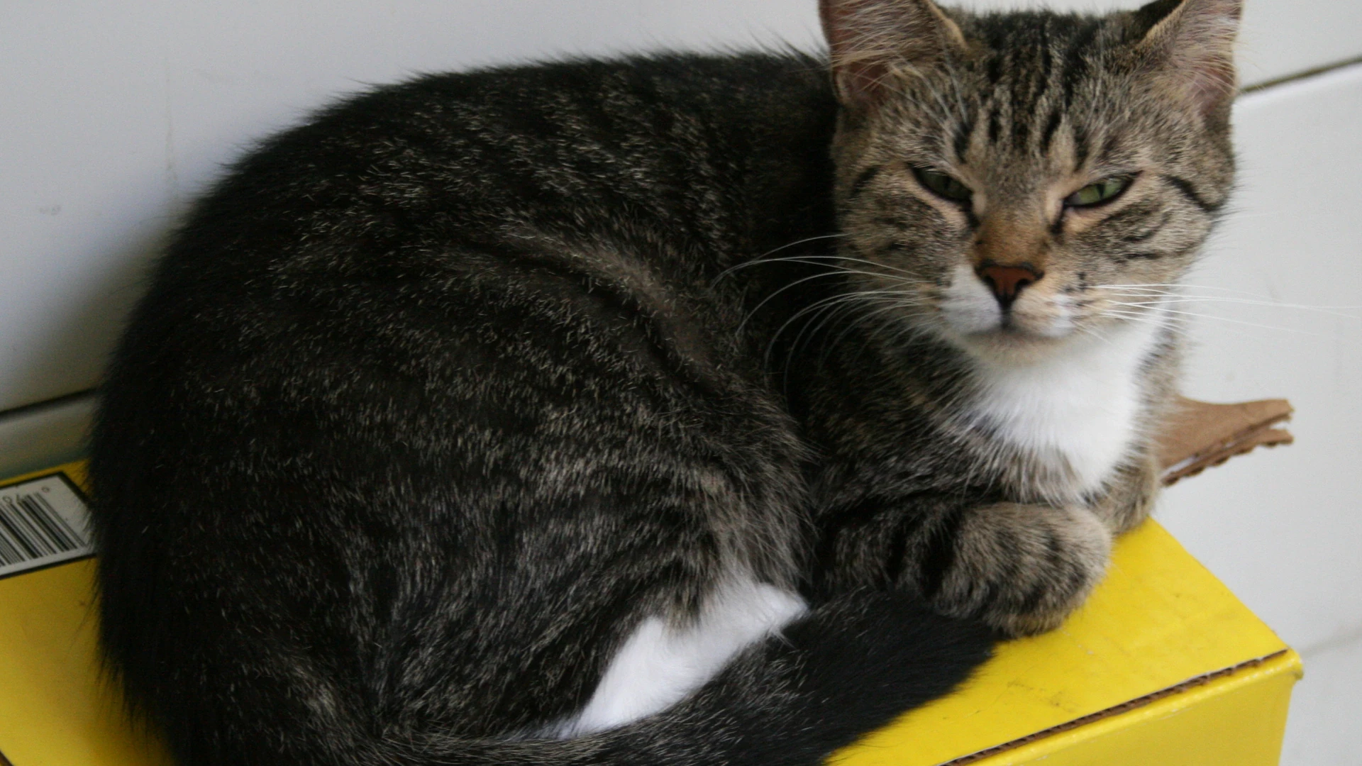 Caixa de areia para gatos: guia completo para escolher e cuidar