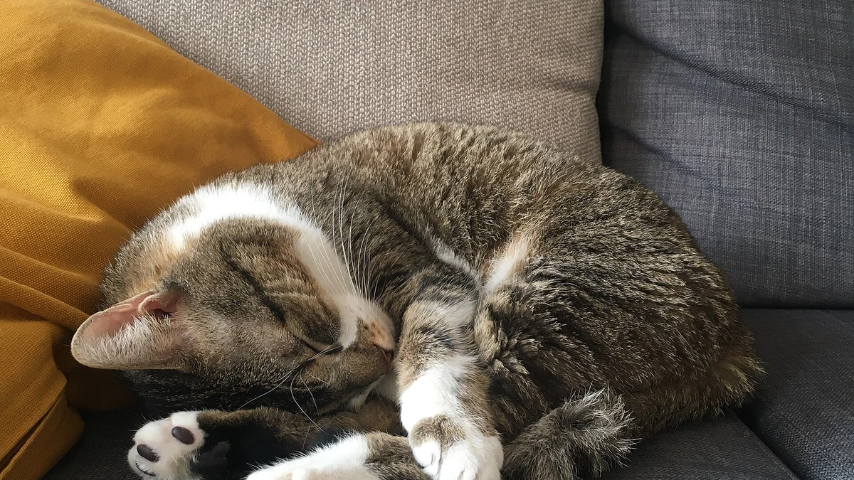 Por que os gatos dormem tanto? entenda o sono felino