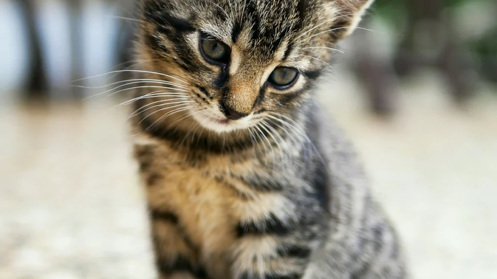 Gato entediado? enriquecimento ambiental transforma a rotina do felino