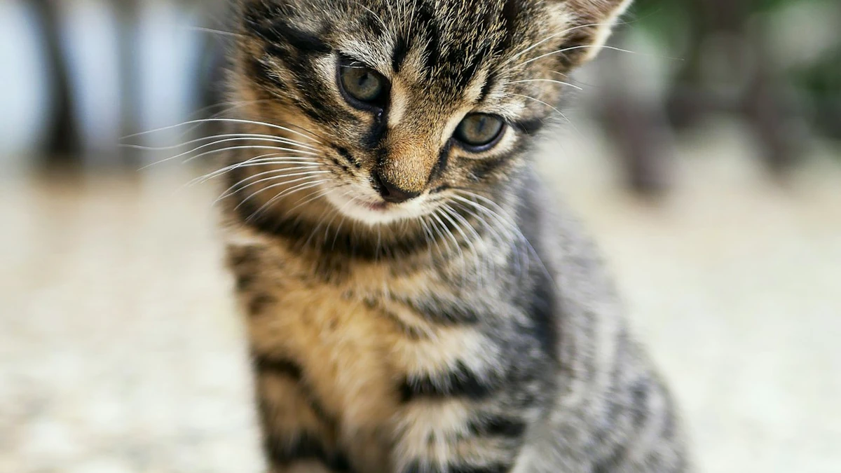 Gato entediado? enriquecimento ambiental transforma a rotina do felino
