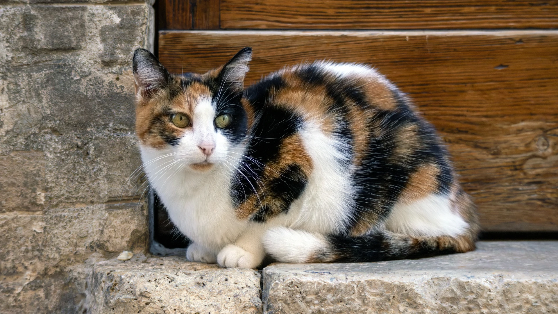 Fiv e felv em gatos: diferenças, sintomas e prevenção