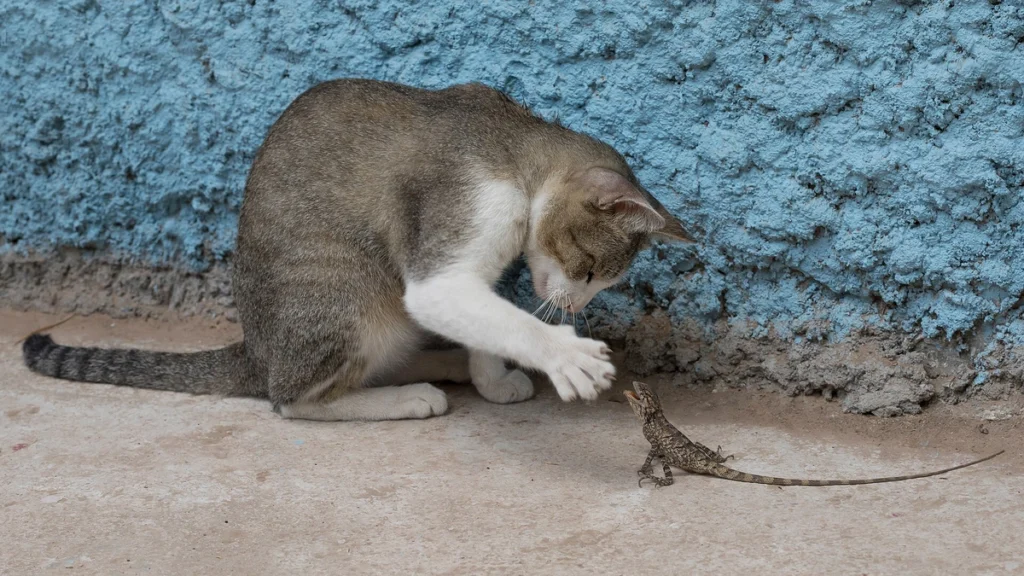 Comunicação felina: o que o miado do seu gato realmente quer dizer