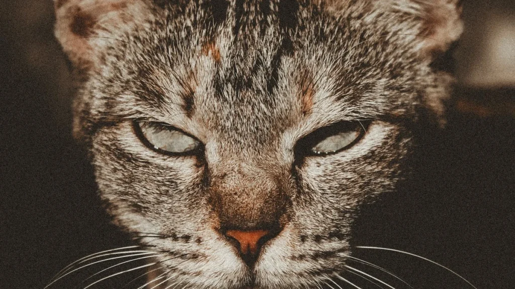 Linguagem corporal do gato: como entender o que o felino está dizendo